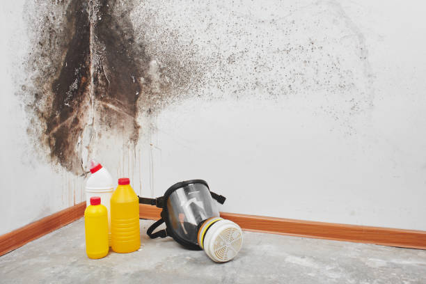 Best Residential Mold Removal  in Copeland, OK