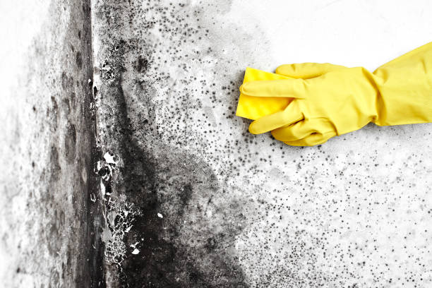 Best Mold Testing  in Copeland, OK
