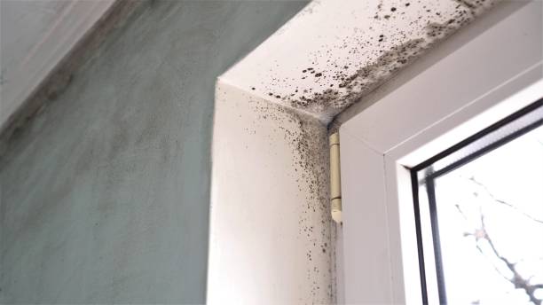 Best Fast Mold Removal  in Copeland, OK