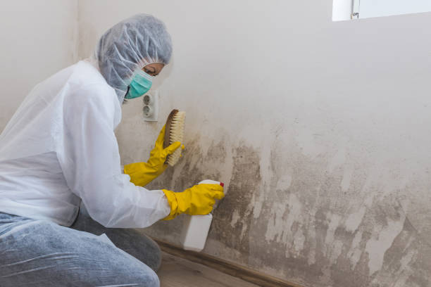 Mold Testing and Removal in Copeland, OK