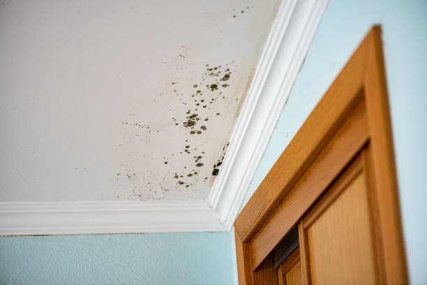 Best Mold Testing and Removal  in Copeland, OK