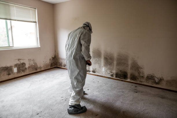 Best Toxic Mold Removal  in Copeland, OK