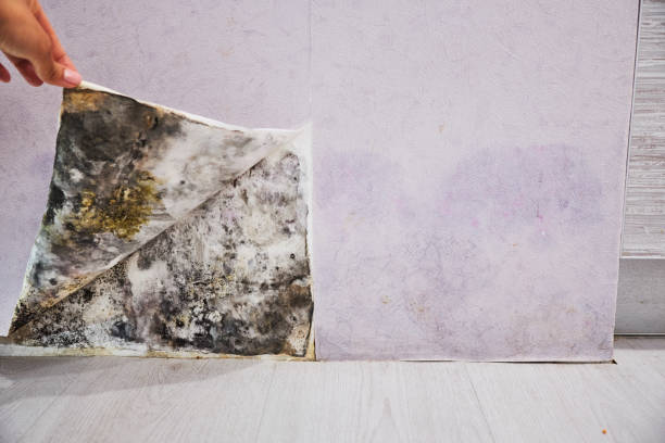 Best Crawl Space Mold Removal  in Copeland, OK